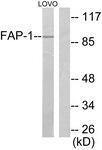 Anti-FAP Rabbit Polyclonal Antibody