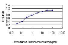 Anti-YY1 Mouse Monoclonal Antibody [clone: 4D2]