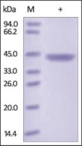 The purity of rh CHI3L1 / YKL-40 was determined by DTT-reduced (+) SDS-PAGE and staining overnight with Coomassie Blue.