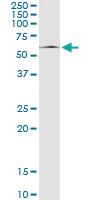 Anti-MAPK8 Mouse Monoclonal Antibody [clone: 2F3]