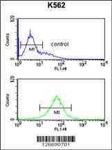 Anti-SMAGP Rabbit Polyclonal Antibody