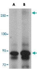 Anti-JMJD1C Rabbit Polyclonal Antibody