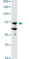 Anti-SREBF1 Mouse Monoclonal Antibody [clone: 4G4]