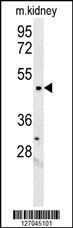 Anti-LCLT1 Rabbit Polyclonal Antibody (FITC (Fluorescein Isothiocyanate))