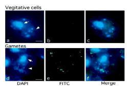 Anti-5-Methylcytosine Antibody