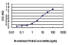 Anti-CDKL1 Mouse Monoclonal Antibody [clone: 3G8]