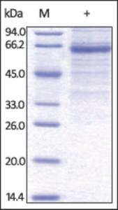 The purity of rh CLEC4G / LSECtin Fc Chimera was determined by DTT-reduced (+) SDS-PAGE and staining overnight with Coomassie Blue.