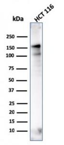 Western blot analysis of HCT116 cell lysate using Anti-MSH6 Antibody [MSH6/3086]