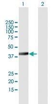 Anti-SEPT2 Mouse Polyclonal Antibody