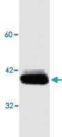 Anti-SCD Mouse Monoclonal Antibody [clone: CD.E10]