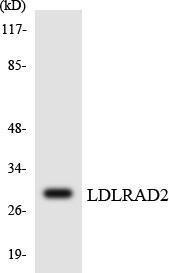 Western blot analysis of the lysates from HepG2 cells using Anti-LDLRAD2 Antibody