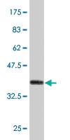 Anti-LRRC2 Mouse Polyclonal Antibody