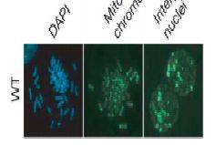 Anti-5-Methylcytosine Antibody