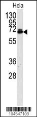 Anti-UBQLN1 Rabbit Polyclonal Antibody