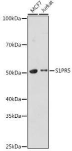 Western blot analysis of extracts of various cell lines, using Anti-EDG8 Antibody (A308932) at 1:1000 dilution