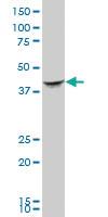 Anti-SEPT2 Mouse Polyclonal Antibody