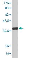 Anti-SRSF6 Mouse Polyclonal Antibody