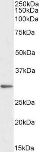 Anti-PTGES2 Antibody (A82770) (1 µg/ml) staining of HeLa lysate (35 µg protein in RIPA buffer). Primary incubation was 1 hour. Detected by chemiluminescence