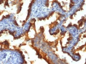 Anti-MUC1 Mouse Monoclonal Antibody [clone: 139H2]