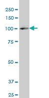 Anti-SREBF2 Mouse Polyclonal Antibody