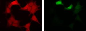 Anti-GFP Antibody