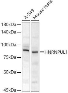 Western blot analysis of various lysates, using Anti-HADHA Antibody (A308933) at 1:500 dilution