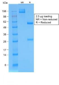 Anti-BrdU antibody