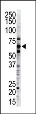 Anti-UBQLN1 Rabbit Polyclonal Antibody