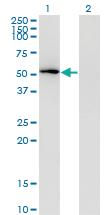 Anti-MAPK8 Mouse Monoclonal Antibody [clone: 4A11]