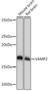 Antibody A307718-100 100 µl