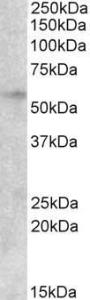 Anti-EGR2 Antibody (A84367) (2 µg/ml) staining of lysates of cell line HepG2 (35 µg protein in RIPA buffer). Primary incubation was 1 hour. Detected by chemiluminescence