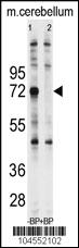 Anti-UBQLN1 Rabbit Polyclonal Antibody