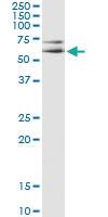 Anti-MAPK8 Mouse Monoclonal Antibody [clone: 4A11]