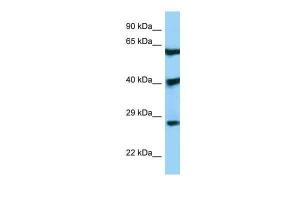 Anti-DKK3 Rabbit Polyclonal Antibody