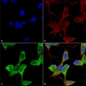 Immunocytochemistry/Immunofluorescence analysis of human neuroblastoma cells (SH-SY5Y), fixed in 4% PFA for 15 min, using Anti-KCNK3 Antibody [S374-48] (A304820), at 1:50 for overnight at 4°C with slow rockin