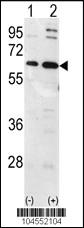 Anti-UBQLN1 Rabbit Polyclonal Antibody