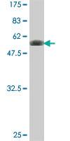 Anti-FYCO1 Mouse Polyclonal Antibody