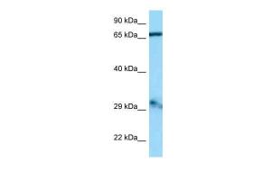 Anti-GFM1 Rabbit Polyclonal Antibody