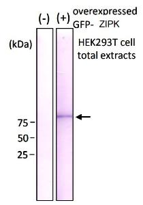 Anti-GFP Antibody