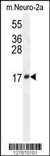 Anti-LCN10 Rabbit Polyclonal Antibody