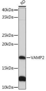 Antibody A307718-100 100 µl