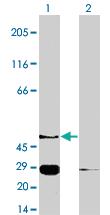 Anti-S1PR4 Polyclonal Antibody