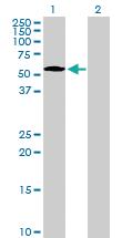 Anti-NUP50 Mouse Polyclonal Antibody