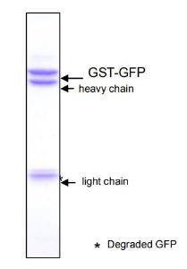 Anti-GFP Antibody