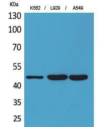 Western blot analysis of K56 L929, A549 cells using Anti-KIR3DL3 Antibody