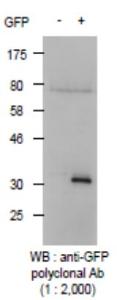 Anti-GFP antibody