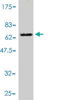 Anti-FMR1 Mouse Polyclonal Antibody