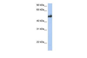 Anti-BAG3 Rabbit Polyclonal Antibody