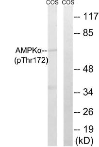 Western blot analysis of lysates from COS7 cells using Anti-AMPK alpha (phospho Thr172) Antibody. The right hand lane represents a negative control, where the antibody is blocked by the immunising peptide.