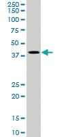 Anti-TIMM50 Goat Polyclonal Antibody